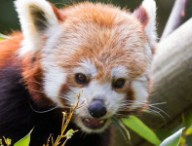 firefoxpandaroux.jpg