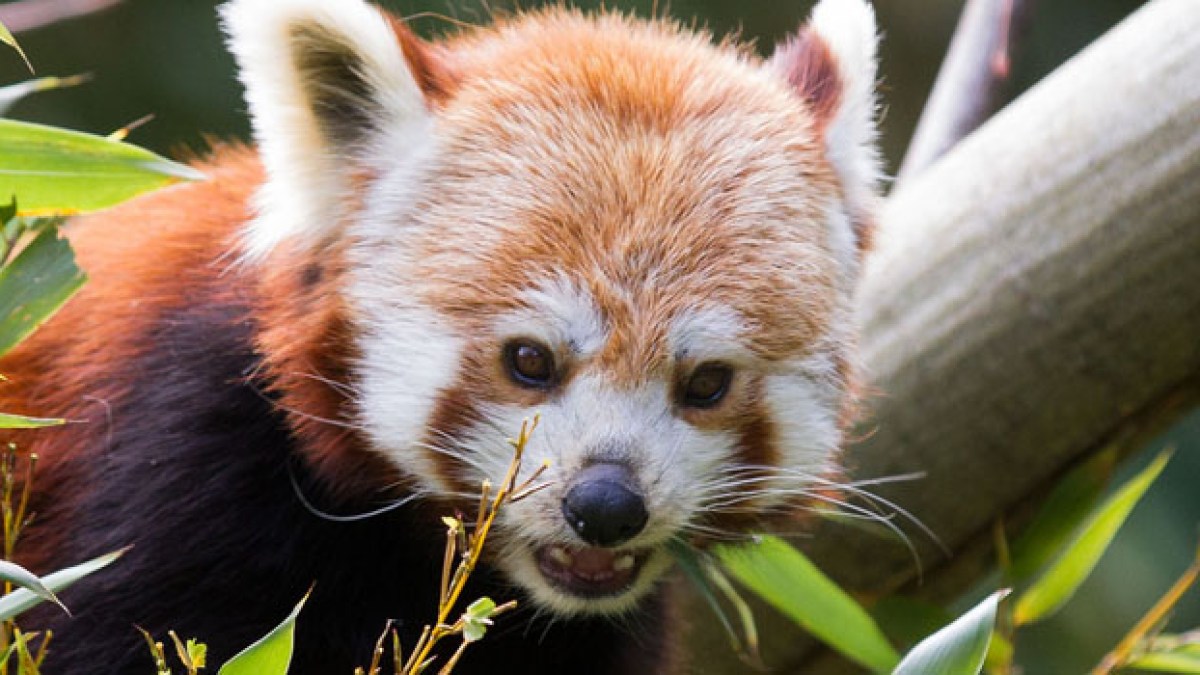 firefoxpandaroux.jpg firefoxpandaroux.jpg