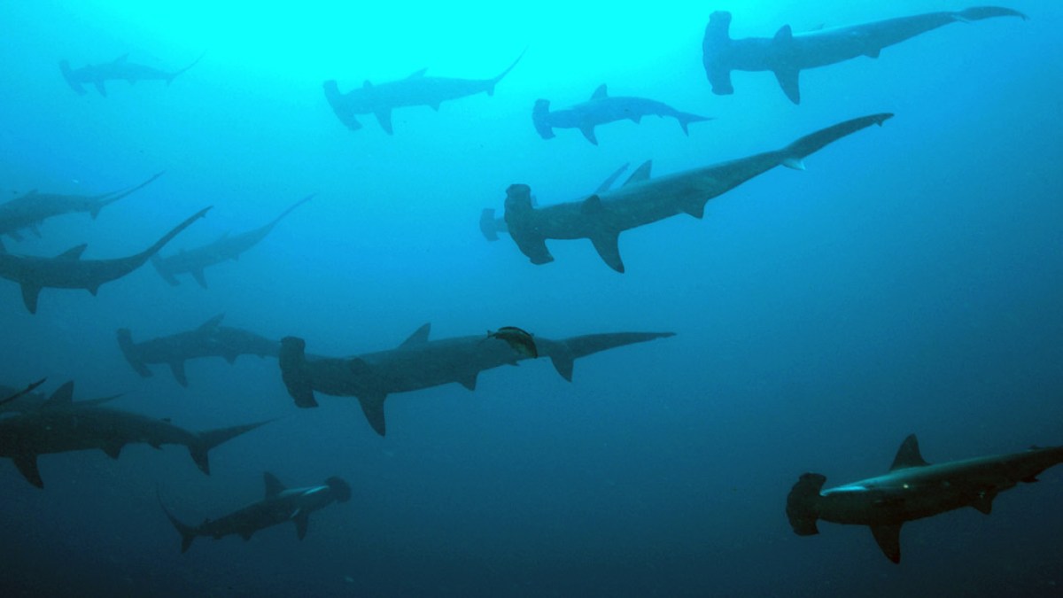 shark-attack.jpg shark-attack.jpg