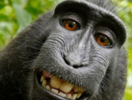 singe-delire-1200.jpg