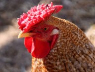 wiko-poule.jpg