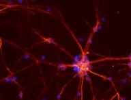 Neurones