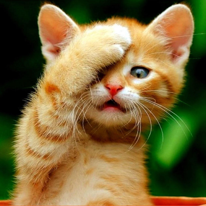 chat chat