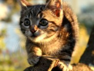 chat