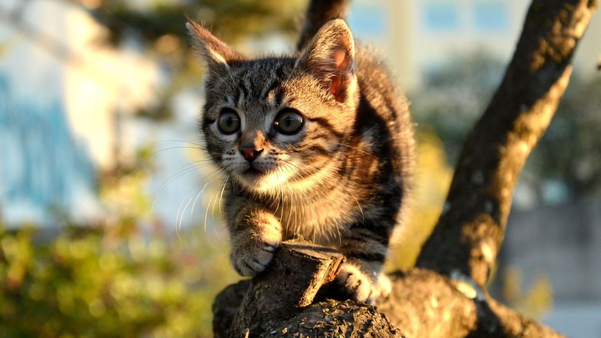 chat chat