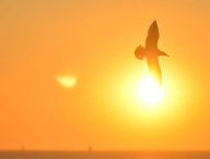 sunset-bird-sunrise-animal
