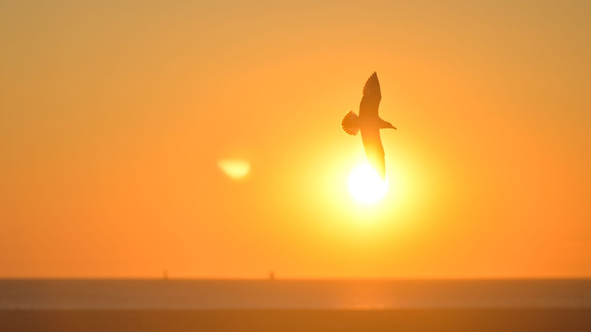 sunset-bird-sunrise-animal sunset-bird-sunrise-animal