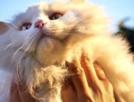 Chat