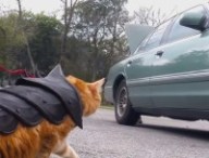 Chat armure