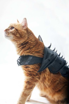 Chat armure Chat armure