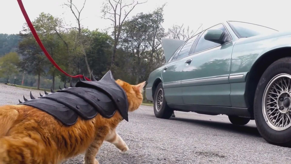 Chat armure Chat armure