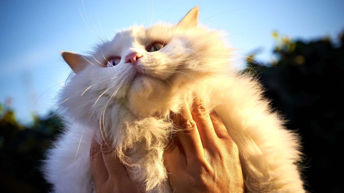 Chat Chat