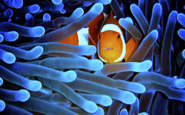 Poisson Poisson