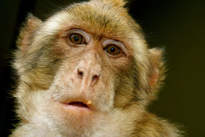 Singe Singe