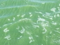 blue-green algae