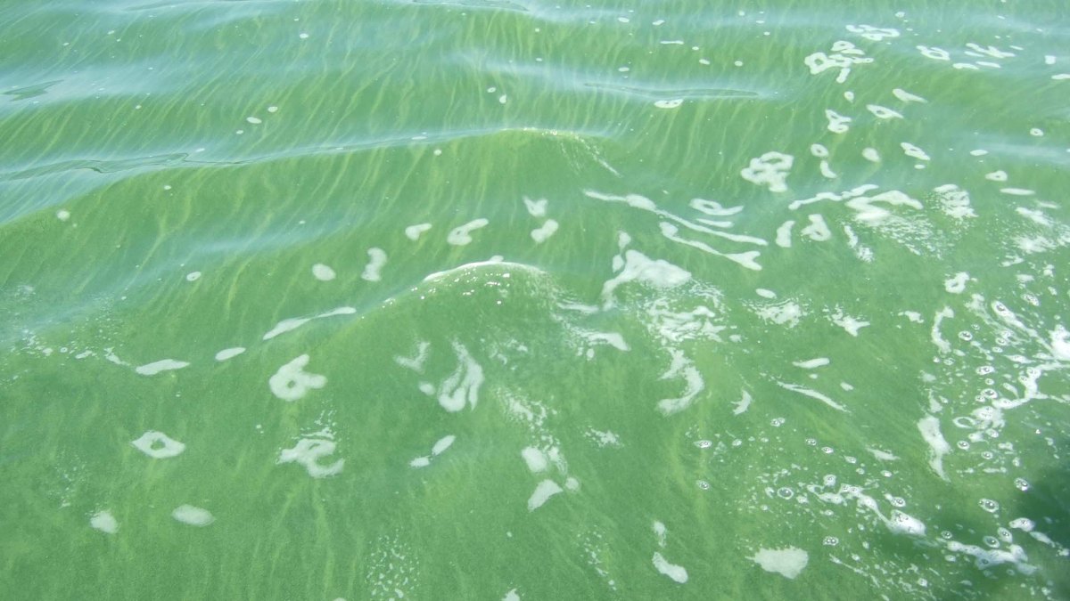 blue-green algae blue-green algae