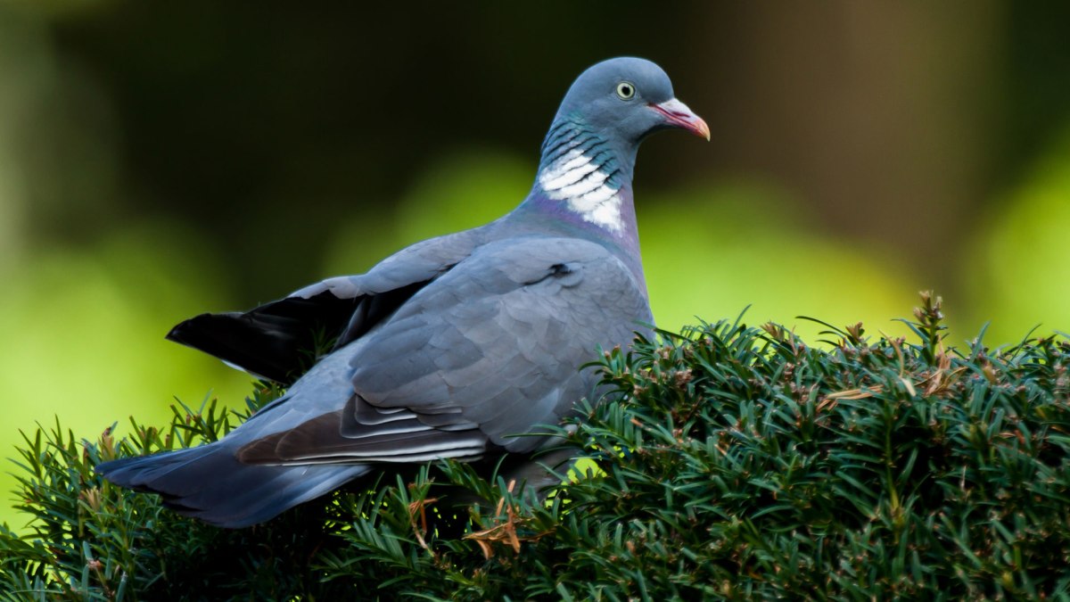 pigeon-cancer pigeon-cancer
