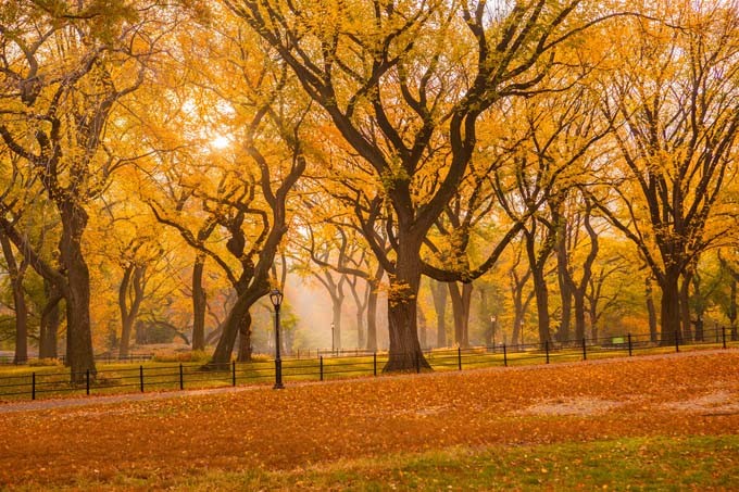 Central Park Central Park