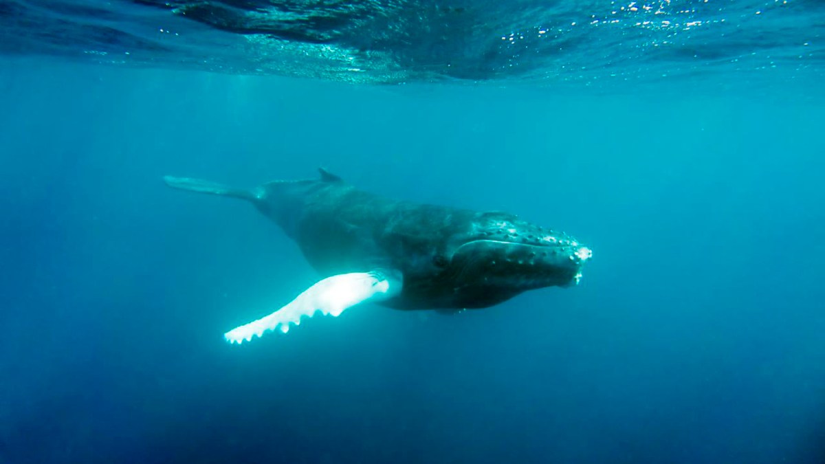 Baleine Baleine