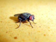 fly-match