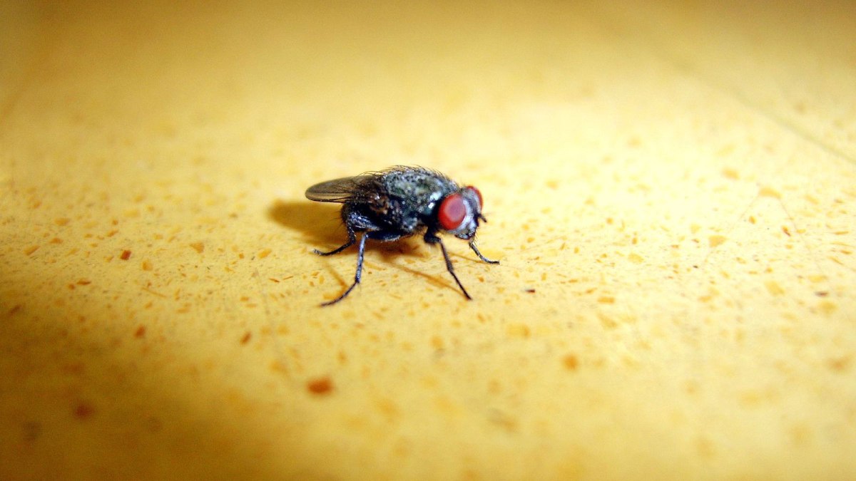 fly-match fly-match