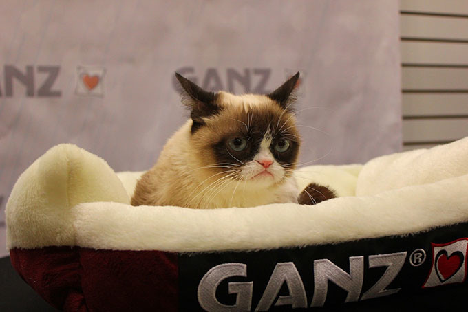 Grumpy cat