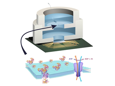 shepard-biochip400 shepard-biochip400