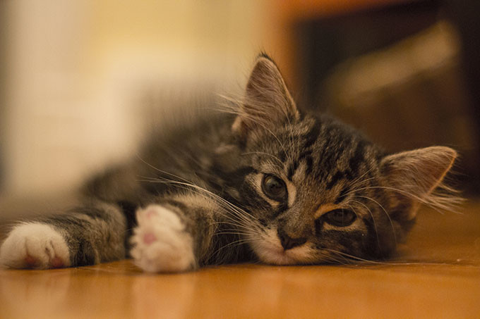 Chaton Chaton