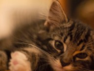 Chaton