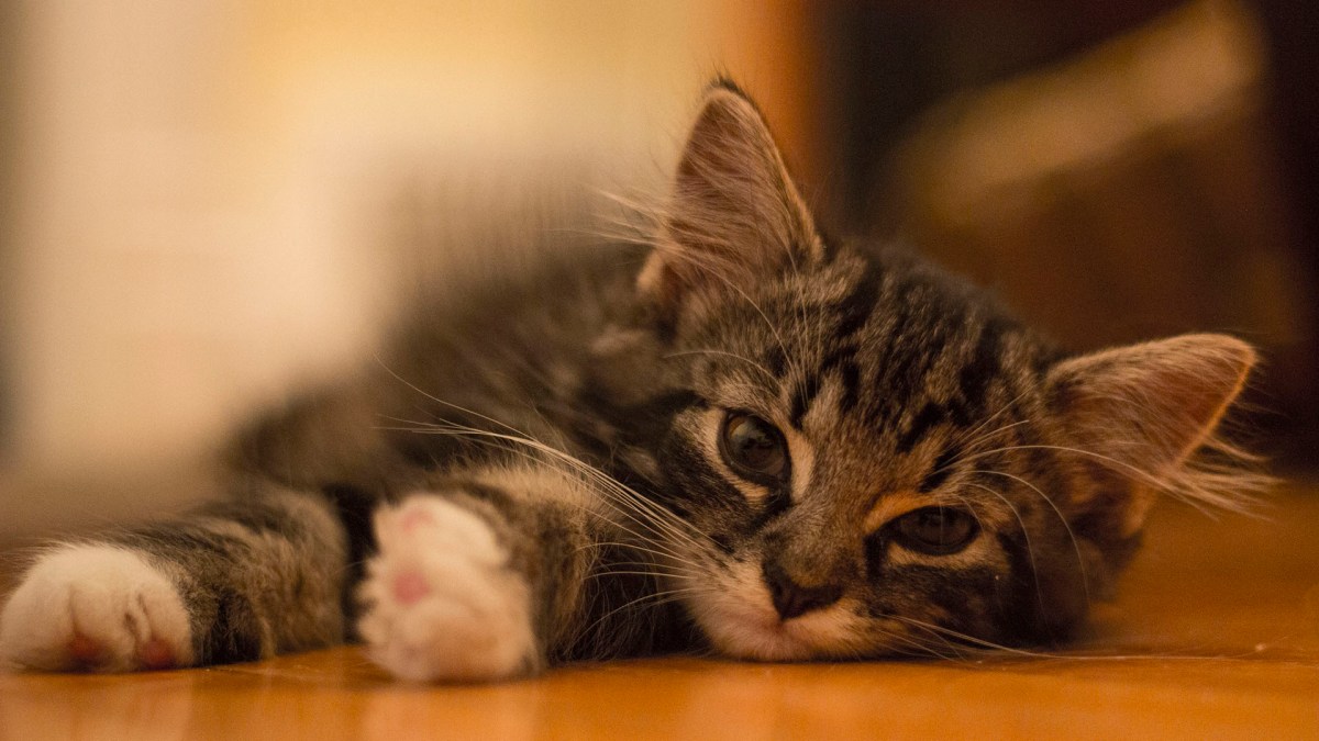 Chaton Chaton