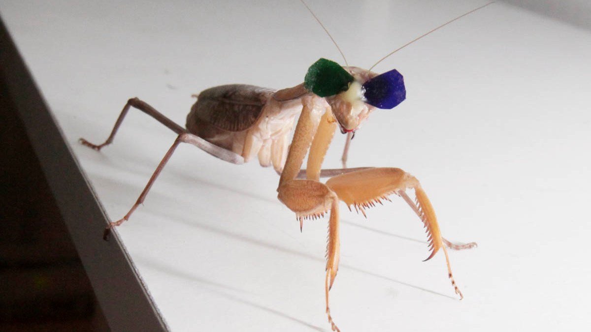 Newcastle University research into 3D vision in praying mantises by Dr. Vivek Nityananda.
Pic: Mike Urwin. 151015 Newcastle University research into 3D vision in praying mantises by Dr. Vivek Nityananda.
Pic: Mike Urwin. 151015