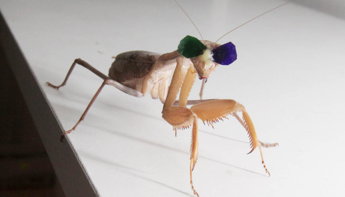 Newcastle University research into 3D vision in praying mantises by Dr. Vivek Nityananda. Pic: Mike Urwin. 151015 Newcastle University research into 3D vision in praying mantises by Dr. Vivek Nityananda. Pic: Mike Urwin. 151015