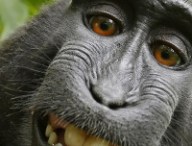 naruto-singe