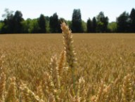 field