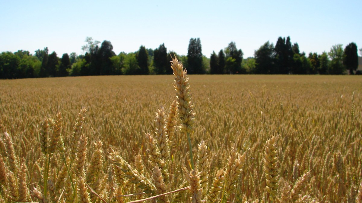 field field