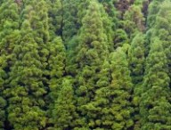 foret