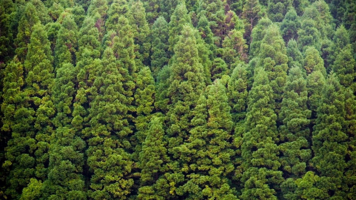 foret foret