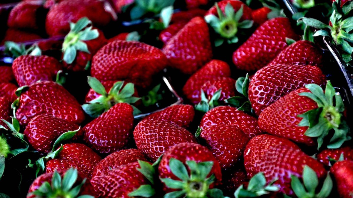 Fraises Fraises