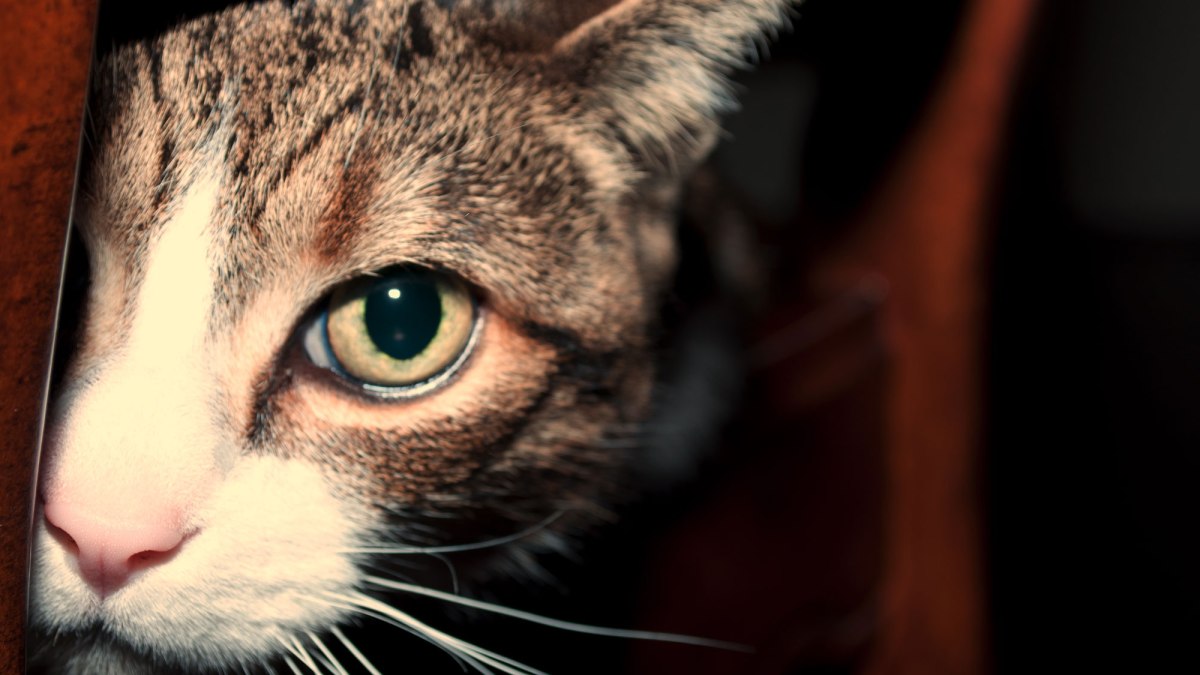 cat cat