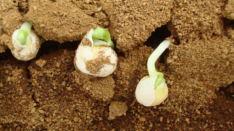Des légumes poussant sur un sol marsien simulé. Des légumes poussant sur un sol marsien simulé.