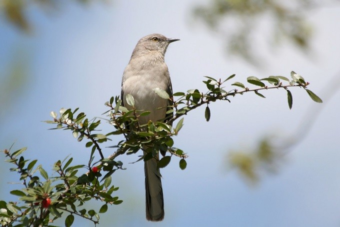 Mockingbird Mockingbird