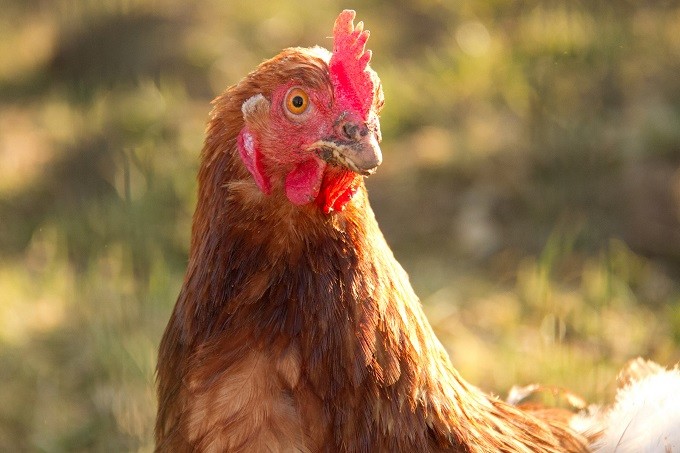 Poule Poule