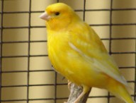 canari
