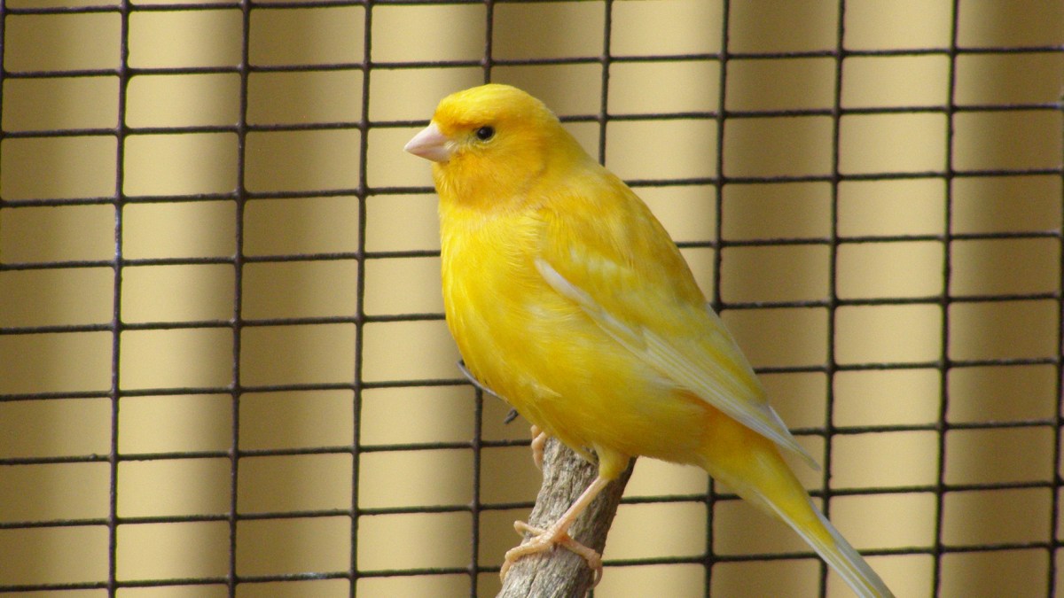 canari canari
