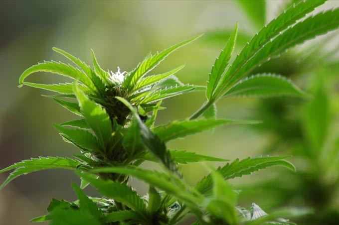 Cannabis Cannabis