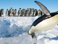 pingouin