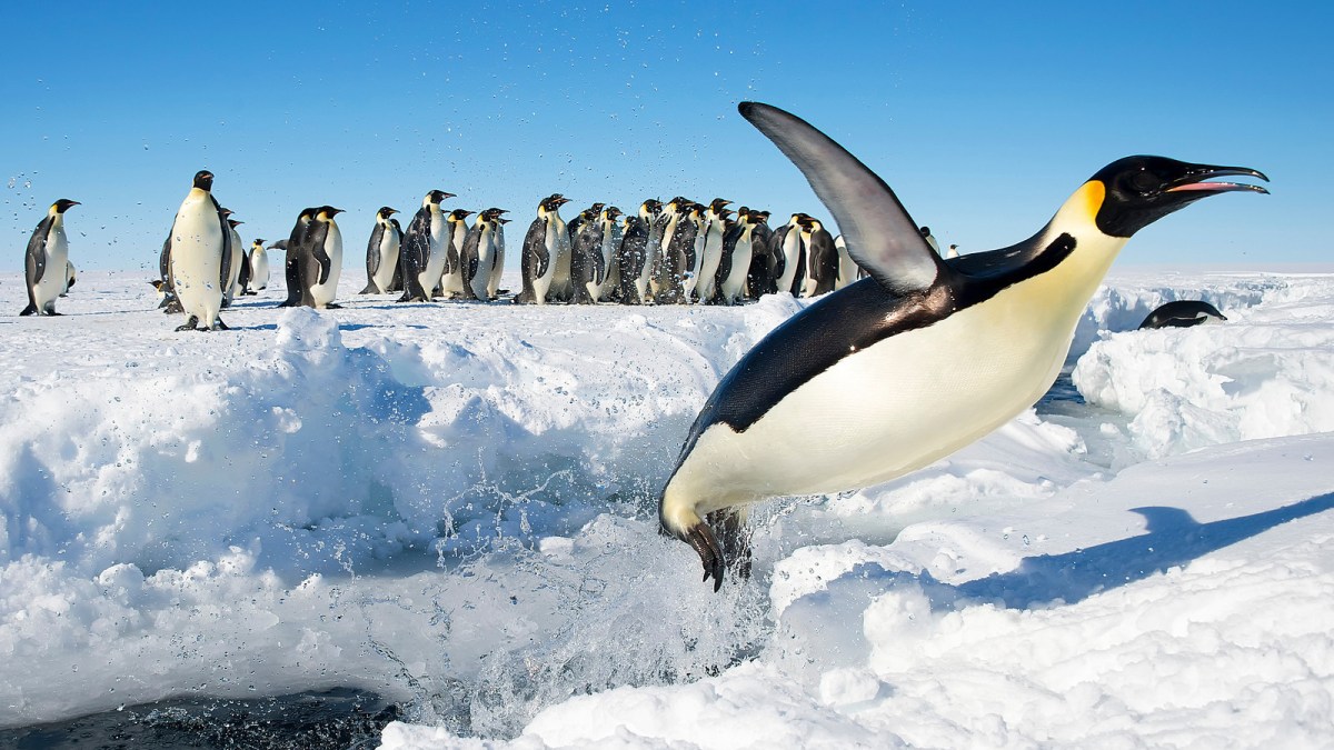 pingouin pingouin