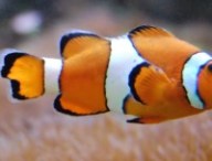 poisson-clown-4-jpg
