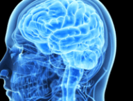 cerveau2