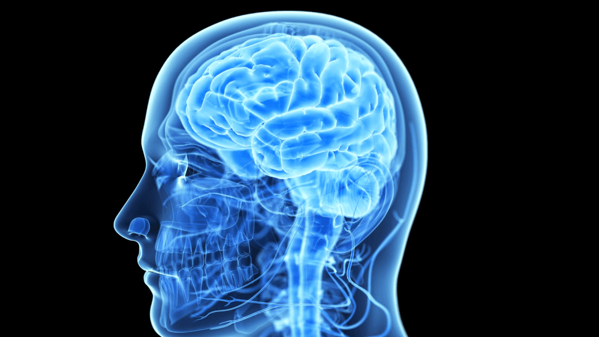 cerveau2 cerveau2